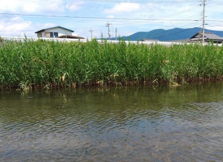 琵琶湖流入河川で和製ボーンフィッシュと戯れる